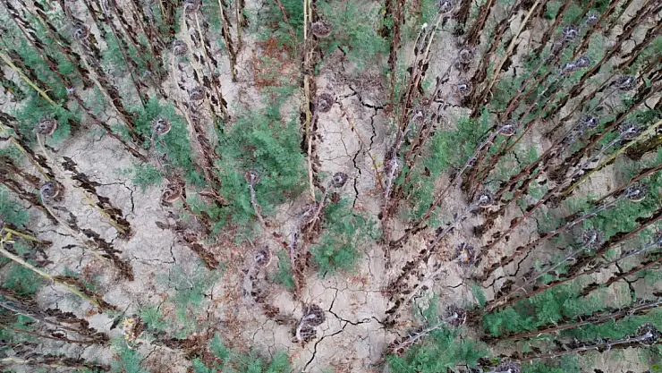 Sıcak hava ayçiçeğinde toprağı çatlattı, hasadı öne çekti