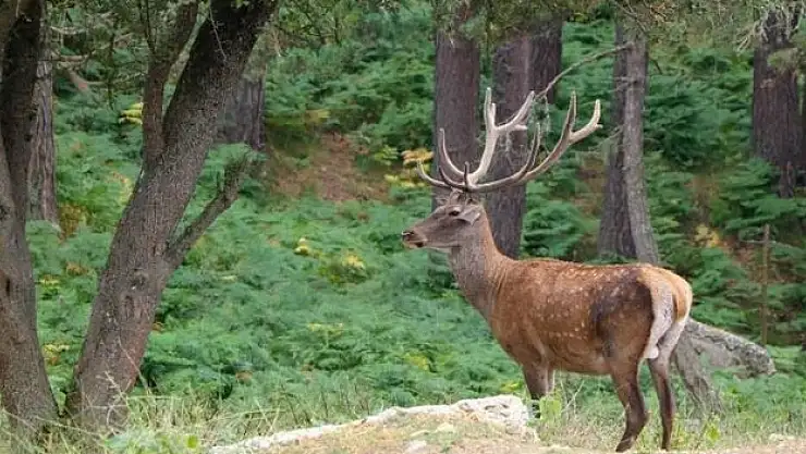 354 bin 754 adet sülün üretildi
