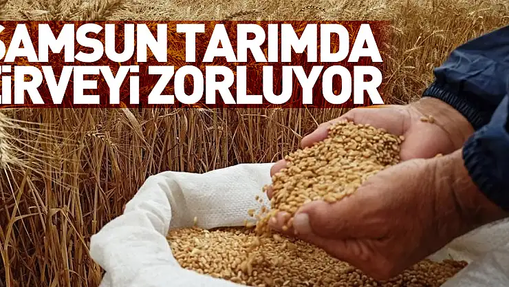 Samsun, tarımda zirveyi zorluyor