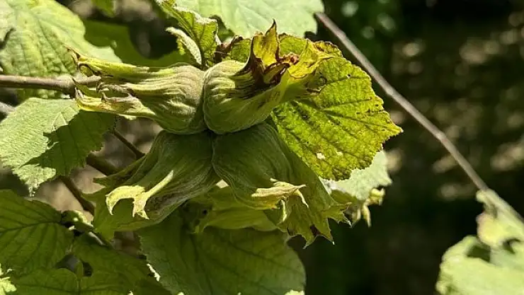 Fındıkta örnek bahçeler de randıman da artıyor