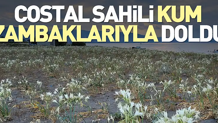 Costal sahili kum zambaklarıyla doldu