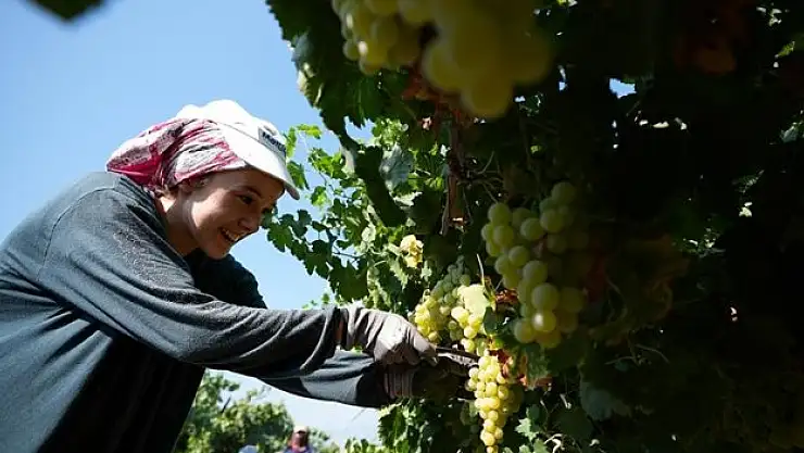Çekirdeksiz üzümde hasat erken başladı