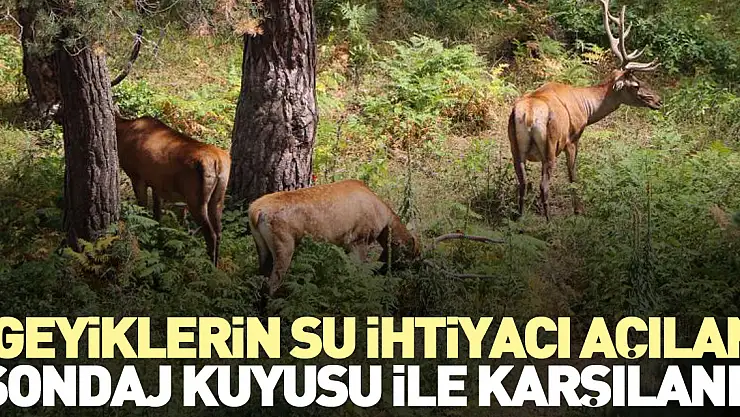 GEYİKLER İÇİN SONDAJ KUYUSU AÇILDI