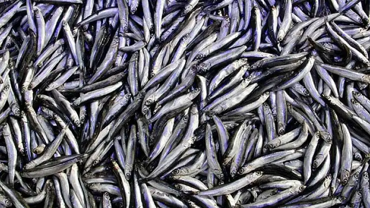 Hamsi ihracatı yüzde 23 artışla kapattı