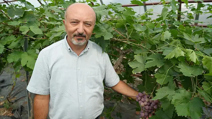 yeni turfanda üzüm çeşitleri