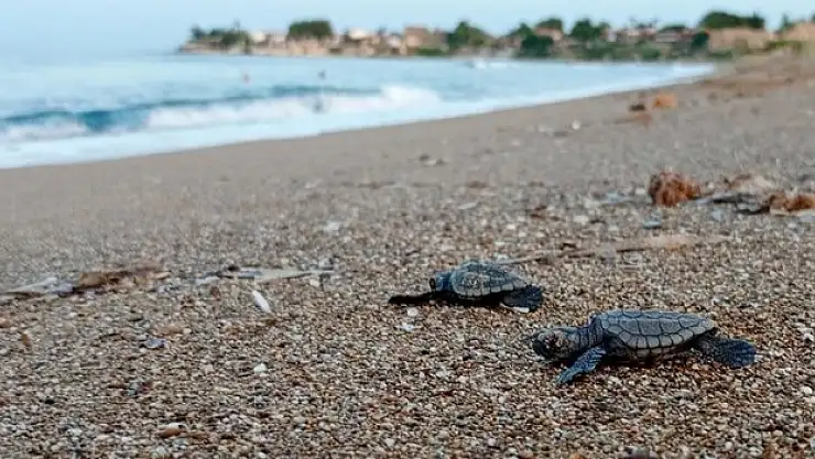 14 bin 807 yavru deniz kaplumbağası denize ulaştı