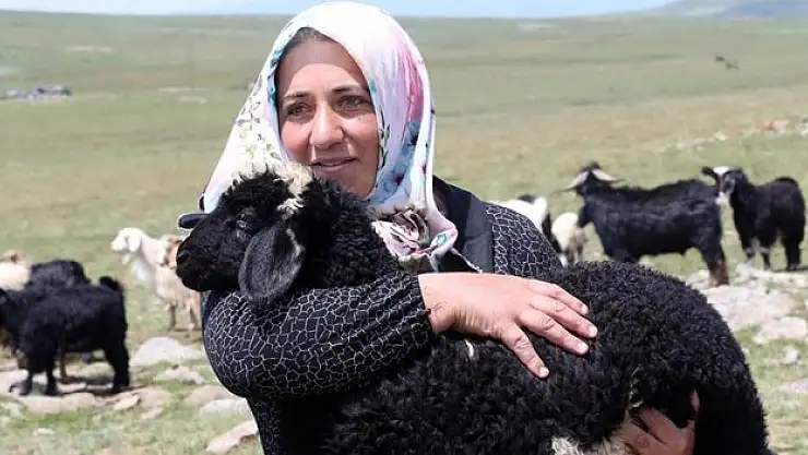 Devlet desteğiyle küçükbaş havyan sayısını 30'dan 500'e çıkardı