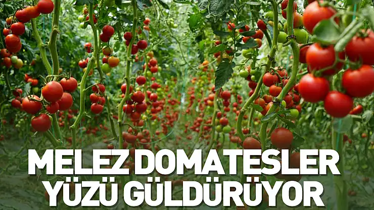 Melez domatesler, üreticilerin yüzünü güldürüyor