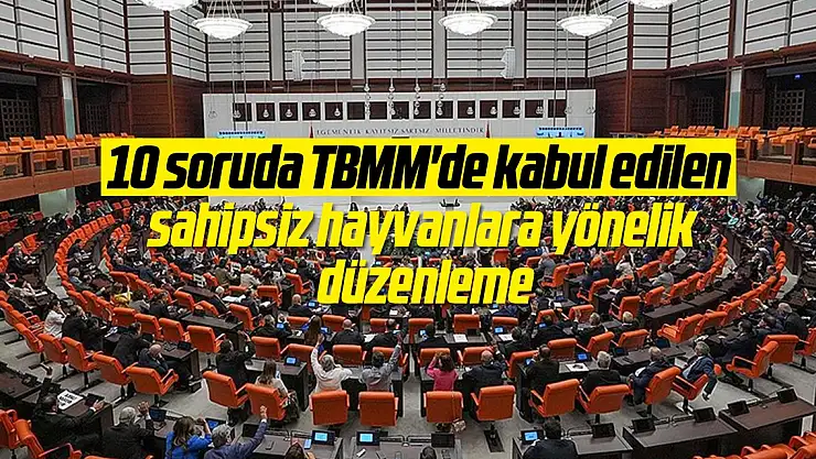 10 soruda TBMM'de kabul edilen sahipsiz hayvanlara yönelik düzenleme