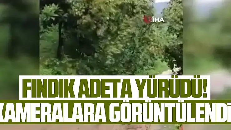 Fındık ağacı yolda kayıp gitti, görenler gözlerine inanamadı