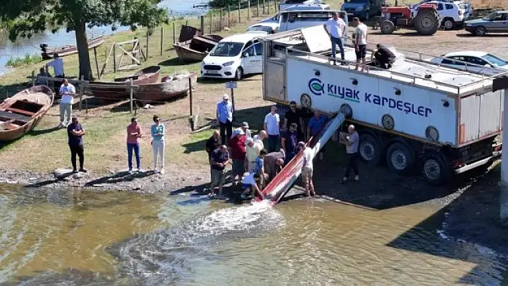 Su kanallarına 3 milyon 5 bin sazan yavrusu bırakıldı