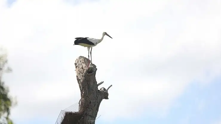 Yuva sayısında artış yaşandı