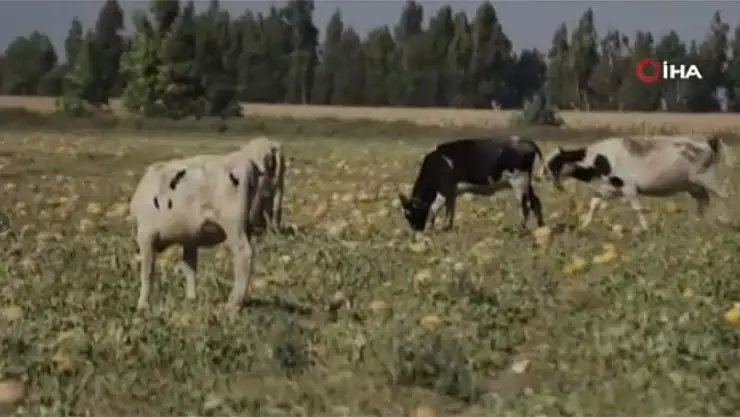 Toplanmayan binlerce kavun hayvanlara yem oldu