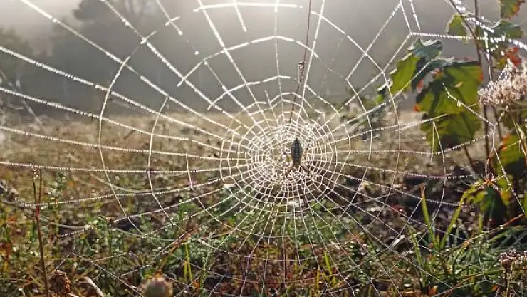 Boyundan büyük işler yapıyor