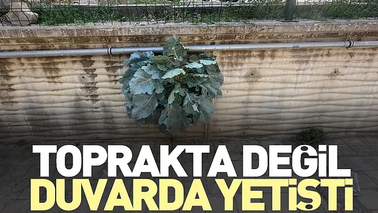 Toprakta değil duvarda