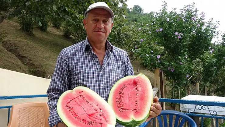 Fındık üreticisi karpuz yetiştiriciliğine başladı