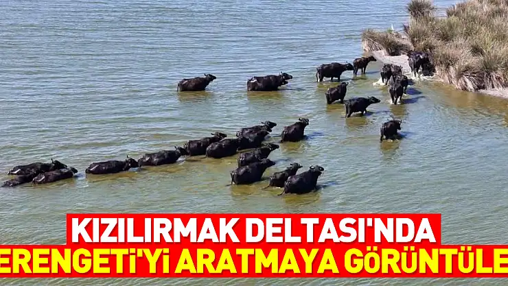Kızılırmak Deltası'nda Serengeti'yi aratmaya görüntüler