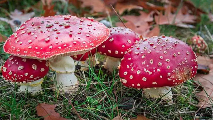 MANTAR ZEHİRLENMELERİ ARTIYOR