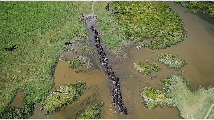 Afrika savanaları değil Mustafakemalpaşa