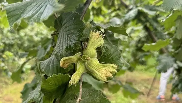 İhracat artışında fındık başı çekti