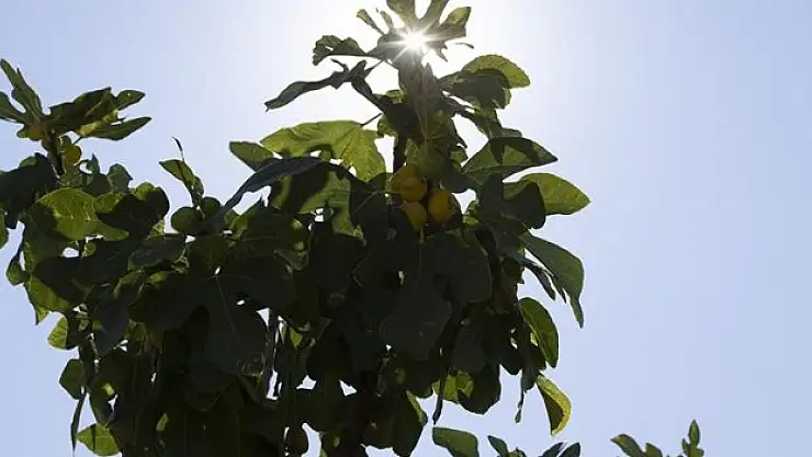 Aşırı sıcaklar kuru incirde hasadı öne çekti