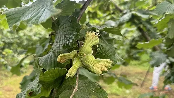 İhracat artışında fındık başı çekti