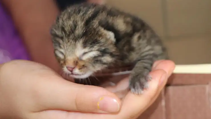 Vaşak yavrusu bulundu