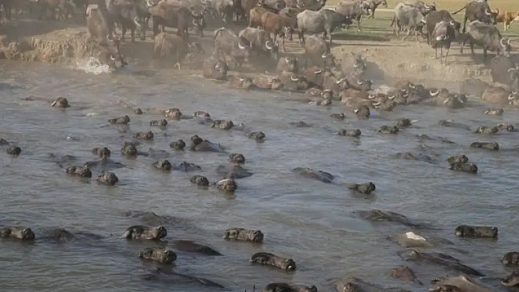 Tokat'ta manda sayısı devlet desteğiyle arttı