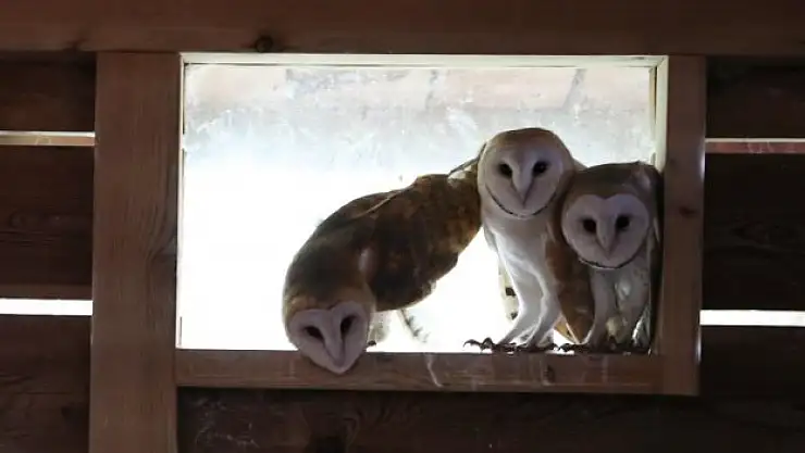 İyileşen baykuşlar doğaya salındı