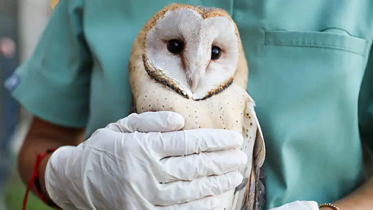 5 baykuş doğaya salındı