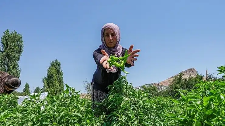 Çermik biberi, gurbetçiler için Avrupa yolcusu