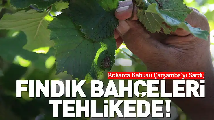 Kokarca Kabusu Çarşamba'yı Sardı  FINDIK BAHÇELERİ TEHLİKEDE!