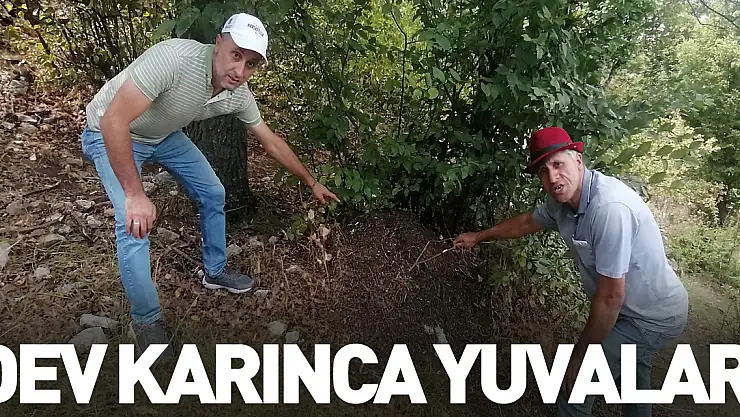 Amasya'da dev karınca yuvaları görüntülendi