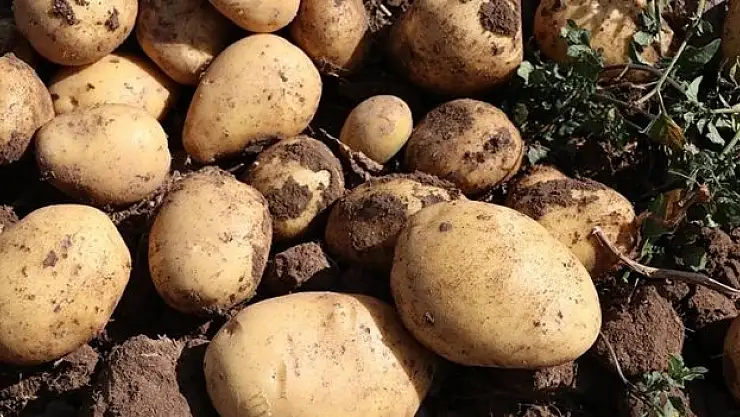 1 milyon 45 bin ton rekolte bekleniyor