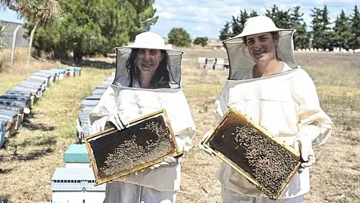 İstanbul'da arıcılar hasada başladı