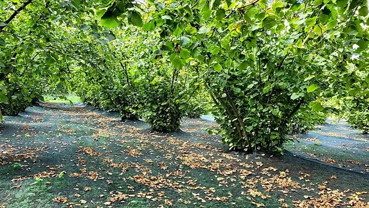 Fındık üreticileri 'hasat filesi' ile maliyeti azaltıyor