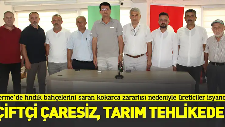 Terme'de fındık bahçelerini saran kokarca zararlısı nedeniyle üreticiler isyanda:  'ÇİFTÇİ ÇARESİZ, TARIM TEHLİKEDE!'