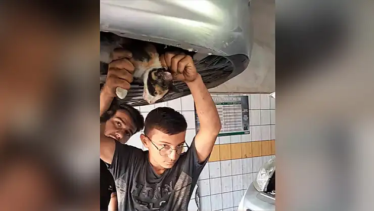 OTOMOBİLİN MOTORUNA KEDİ SIKIŞTI