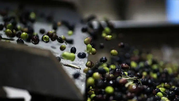 Zeytinyağı üretiminde sürdürülebilir tarım uygulamaları öne çıkıyor
