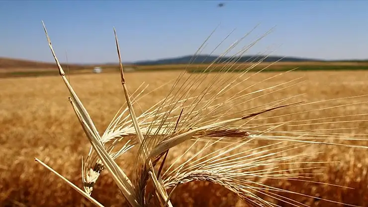 Çiftçilere bu yıl ödenecek bitkisel üretim destekleri belli oldu