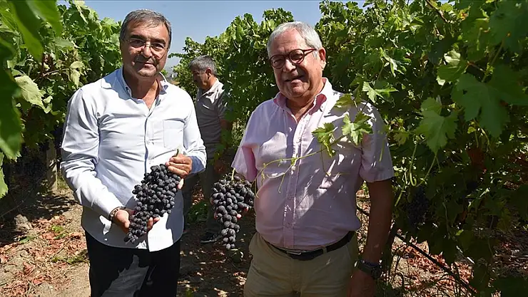 'Borsakarası' artık bağlarda boy gösterecek