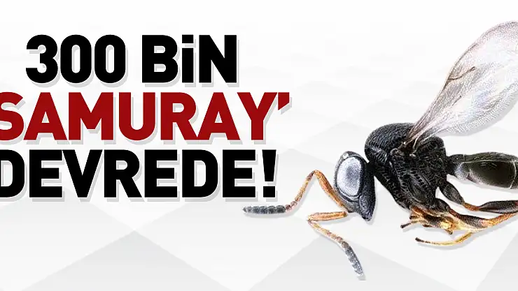 300 BİN 'SAMURAY' DEVREDE!
