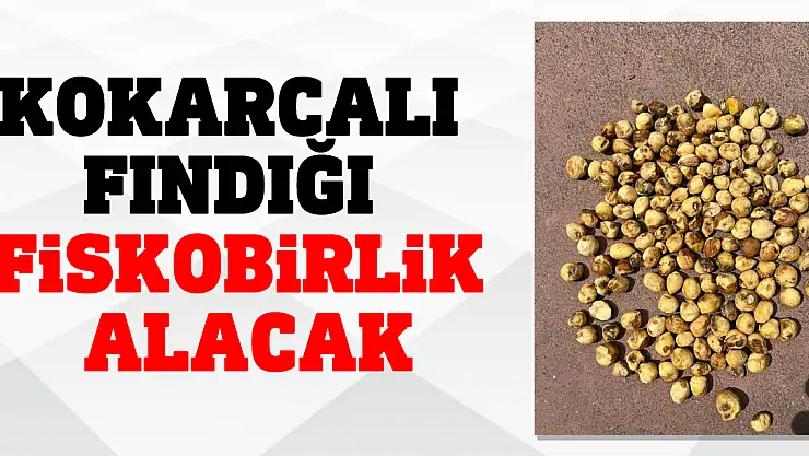 KOKARCALI FINDIĞI FİSKOBİRLİK ALACAK