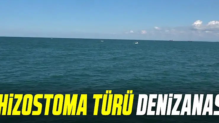 Rhizostoma türü denizanası