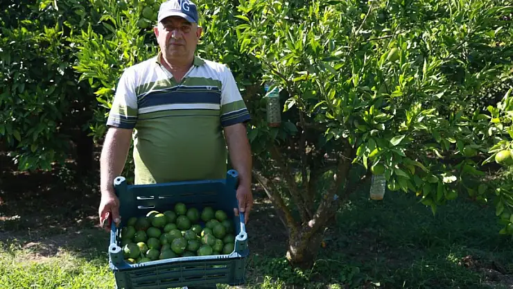 10 dönümlük bahçesinde hasada tek başına başladı
