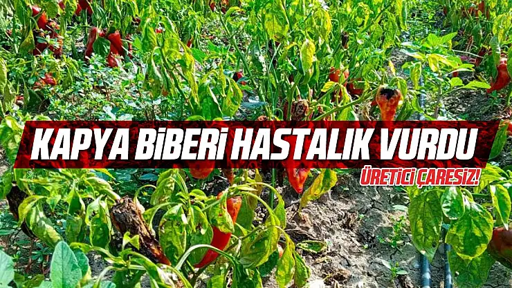 Kapya biberi hastalık vurdu