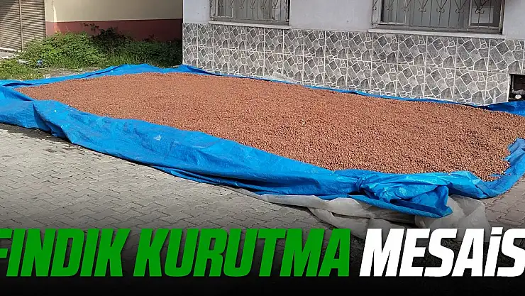 Çarşamba'da Fındık Kurutma İşlemi Başladı