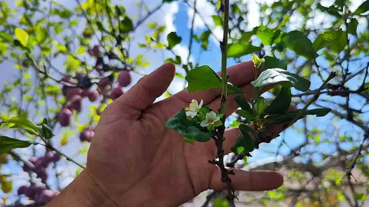 Ağustos'ta yaprak döktü, Eylül'de çiçek açtı