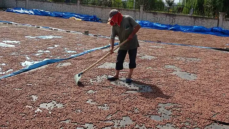 Fındık kurutma mesaisi