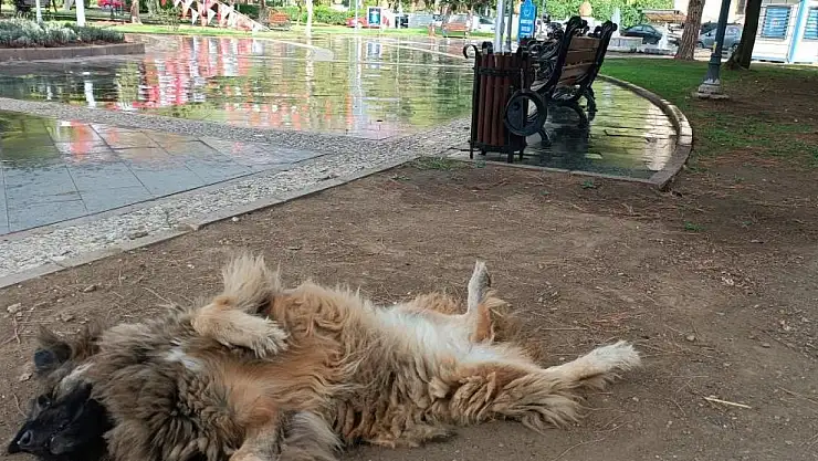 İlginç şekilde uyuyan köpek dikkat çekti